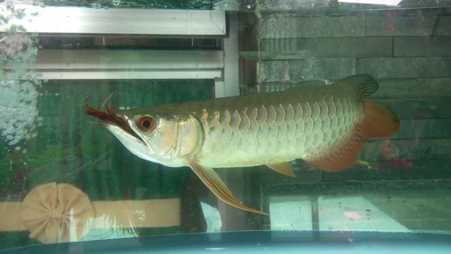 Ce gros poisson dévore un mille-pattes géant - Arowana VS centipede