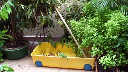 C'est l'heure de manger pour ces caméléons adorables