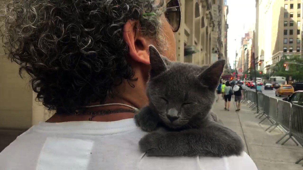 Shoulder Kitty