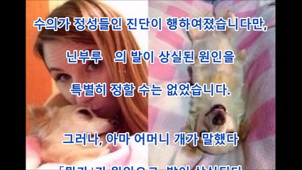 감동 생후 10일 보아서 4개의 발을 잃은 강아지. 안락사의 운명을 극복한 부활의 힘에 감동