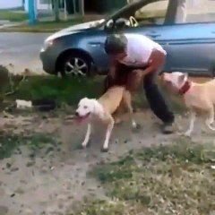 Phong kham da khoa Dai Dong - funny dogs