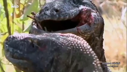 Dünyanın Ürpetici Katilleri - Belgesel HD