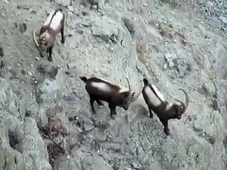 Markhor in Pakistan