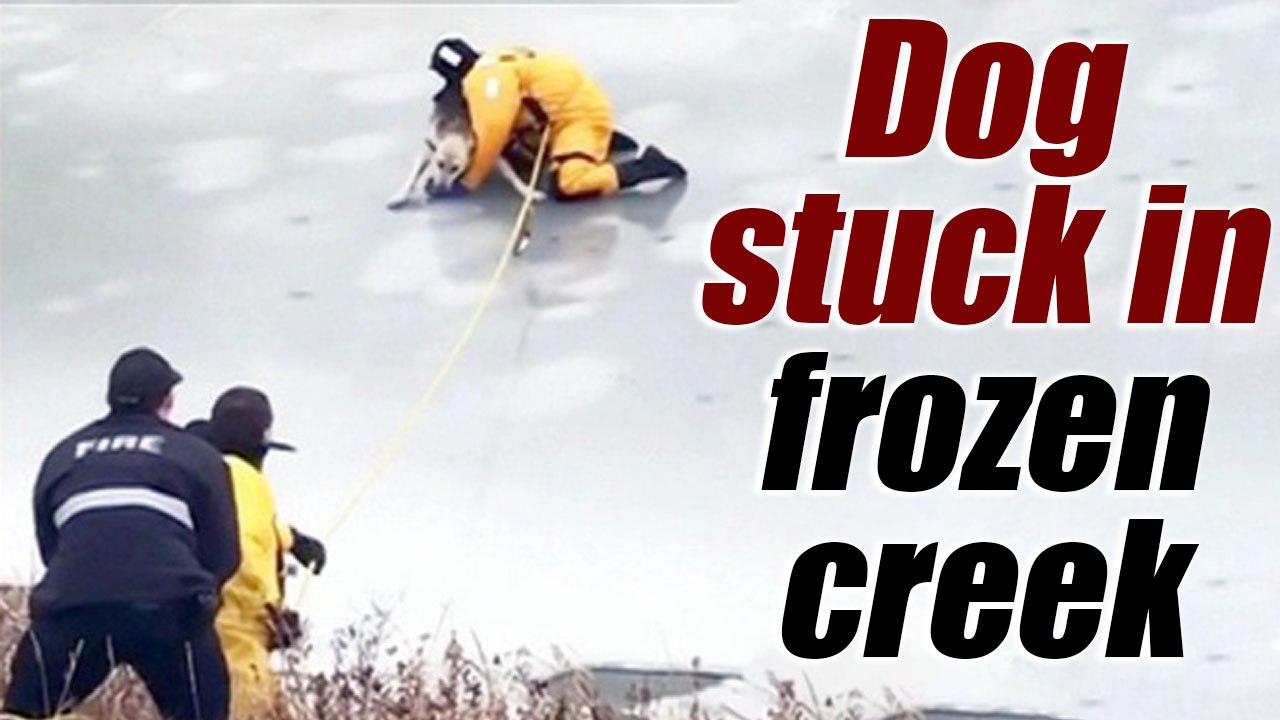 Dog stuck in frozen creek rescued by firefighters | Oneindia News