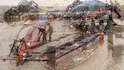 10 BIGGEST CATCHES OF ALL TIME - YouTube