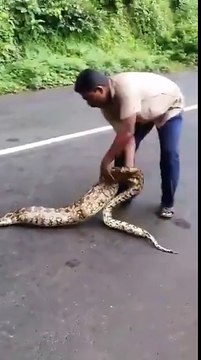 Ce serpent recrache 2 agneaux qu'il n'arrivait pas à digerer