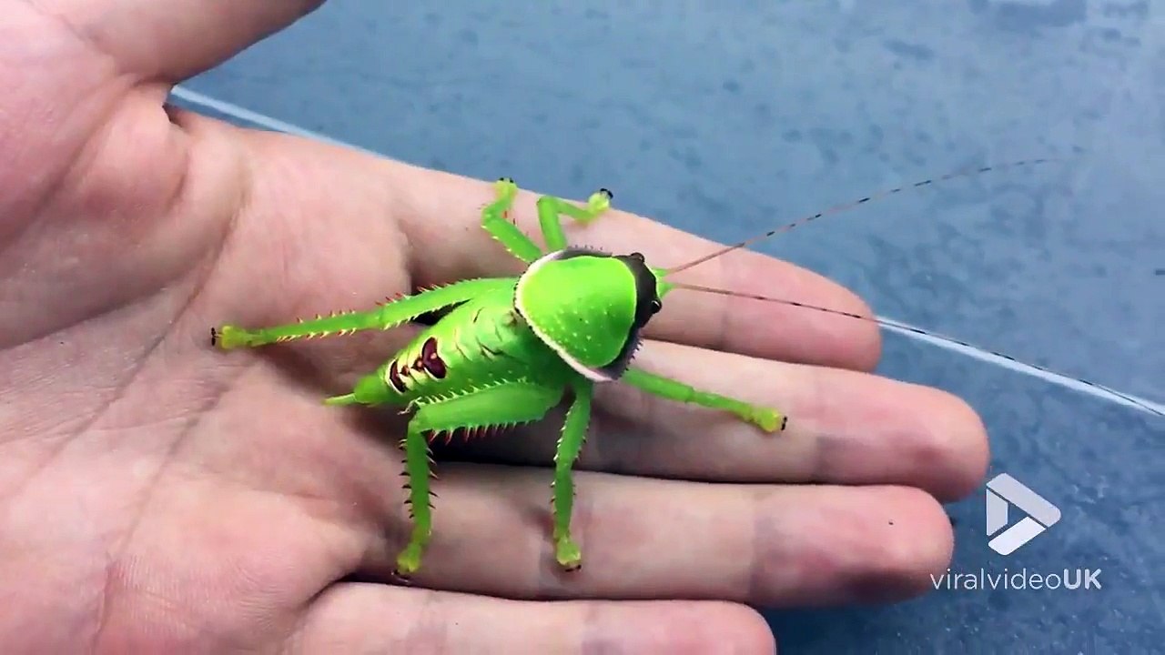 Cet insecte est juste adorable... Sauterelle mignonne