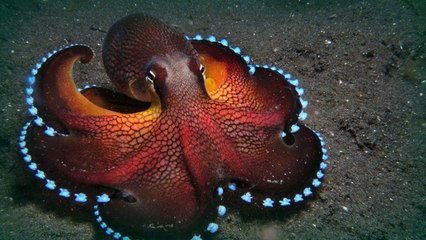 Ce petit calamar sort ses poubelles comme un humain... Adorable