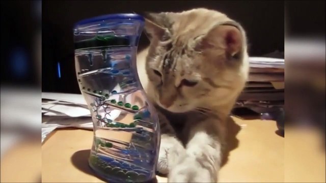 Ce chat se laisse hypnotiser par ce sablier à bulle et fini par s'endormir... Adorable