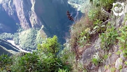 手すりがなくて震える...マチュピチュ、ワイナピチュ山の断崖絶壁にある死の階段（ペルー）