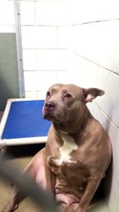 Elle décide de changer la vie d'une chienne qui n’arrêtait pas de pleurer dans un refuge