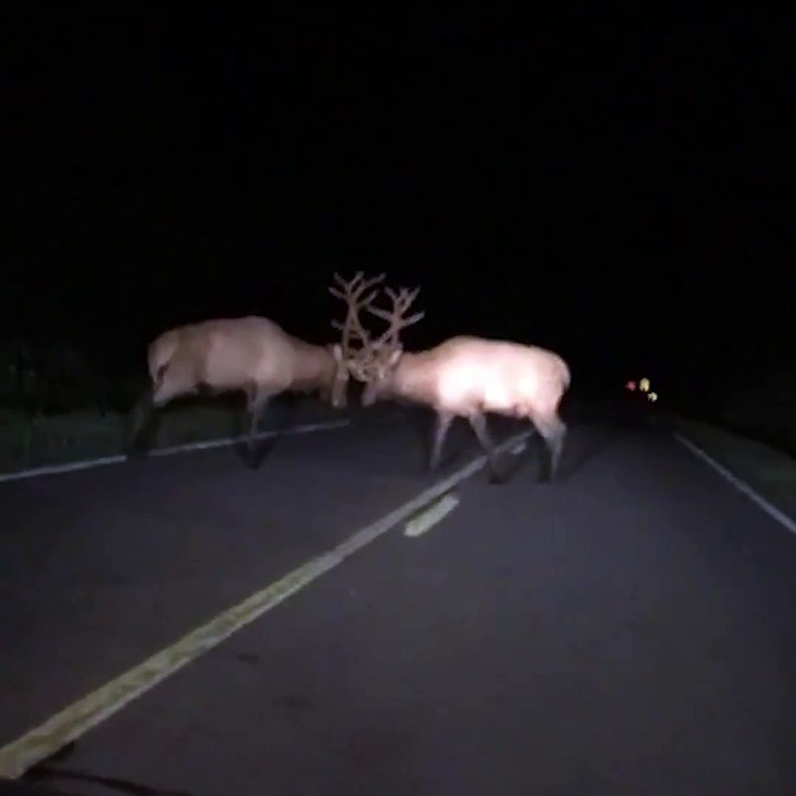 Deer fight in the middle of the road