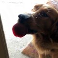 Dog licks glass