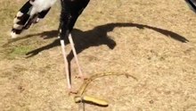 Bird vs Snake