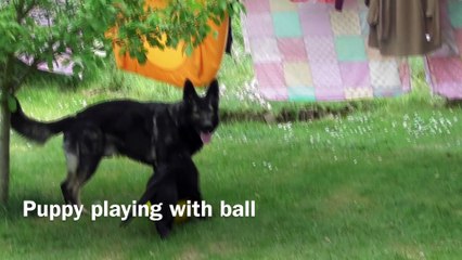 Puppy playing with ball
