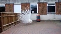 beautiful white peacock is dancing well