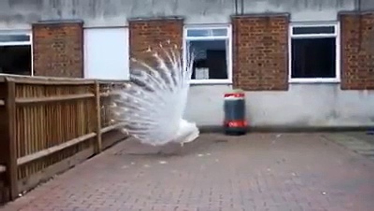beautiful white peacock is dancing well