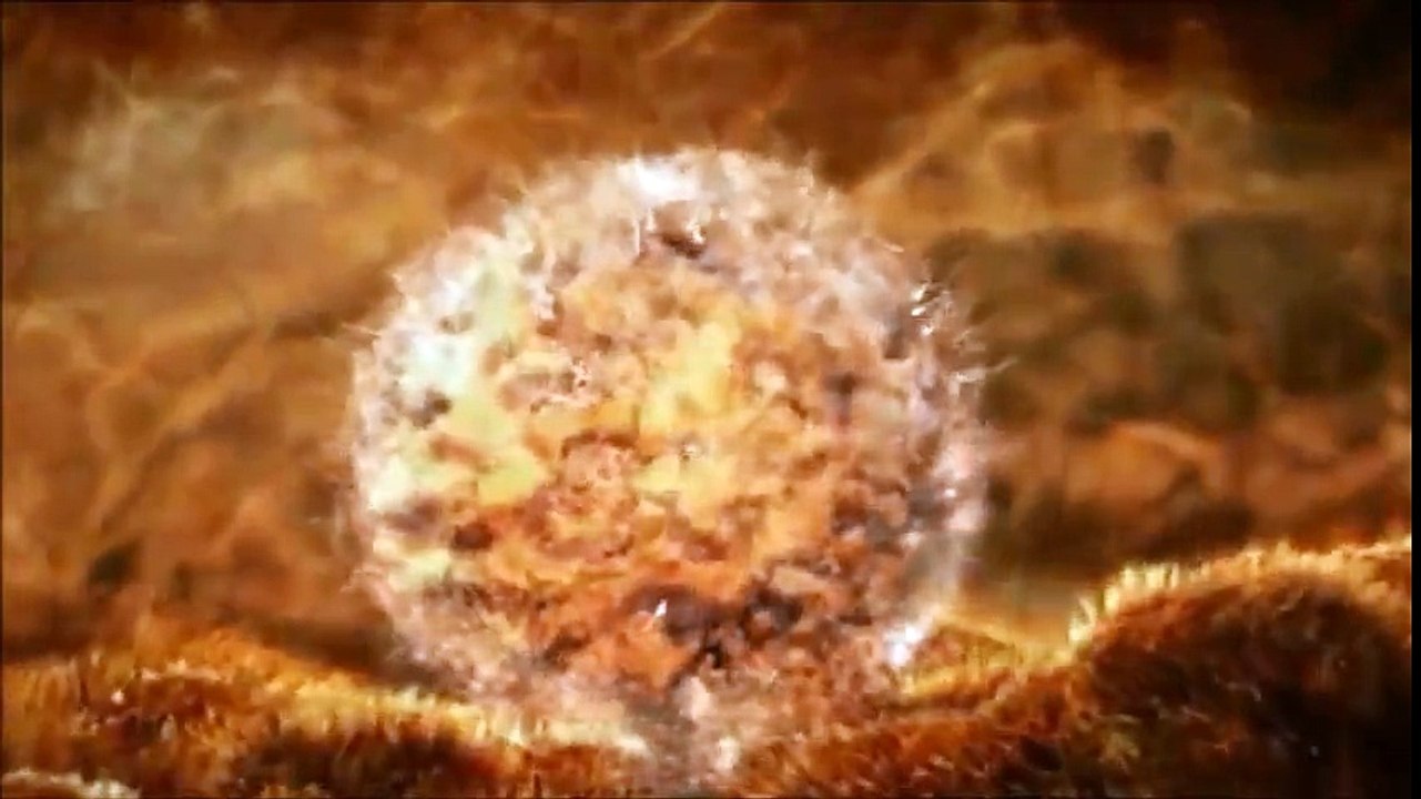 varoluş spermden bebeğe