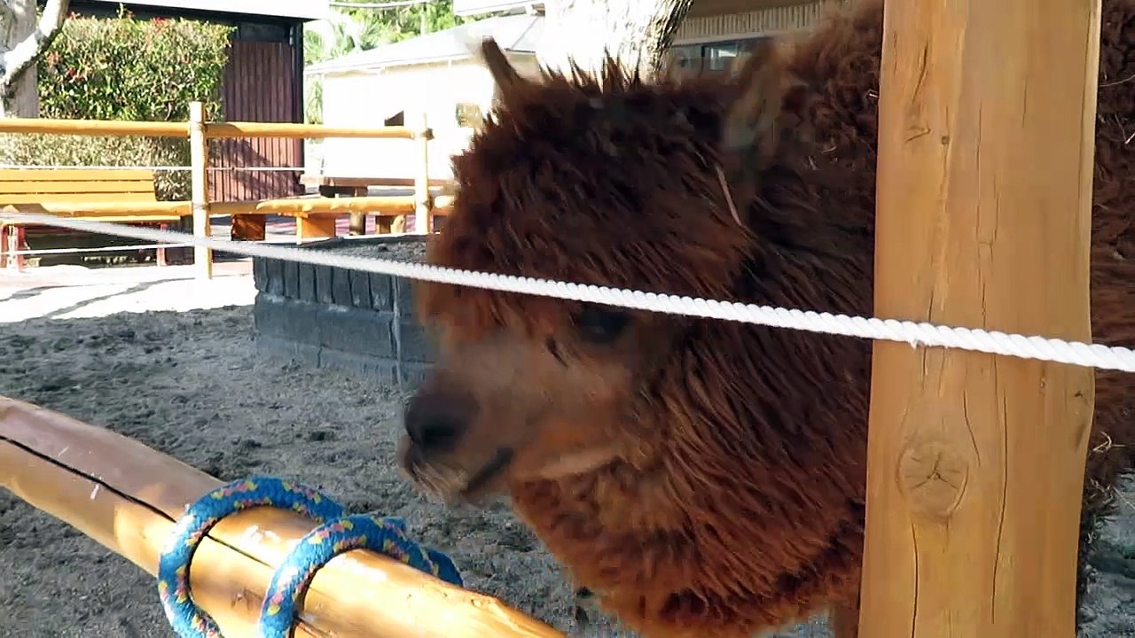alpaca