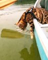 Balade d'un chat en bateau : il a l'air tout surpris !