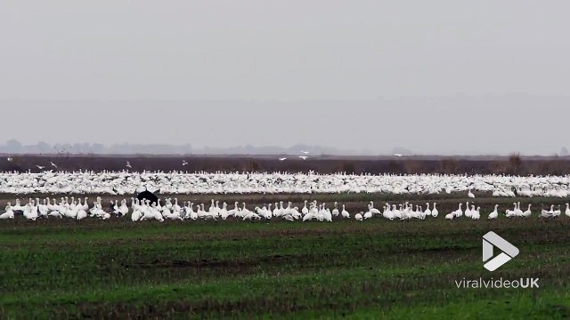30000 oies s'envolent pour échapper à un ours !