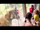 ブチ切れアニマル大集合www 動物園/水族館で襲われる？？？【ハプニング＠動物園/水族館】