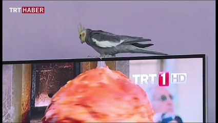 Papağan "Türkiyem" türküsünü ıslıkla çalıyor
