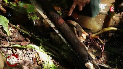 "13h15". Climat : pourquoi il faut protéger la plus grande tourbière tropicale qui séquestre le dioxyde de carbone