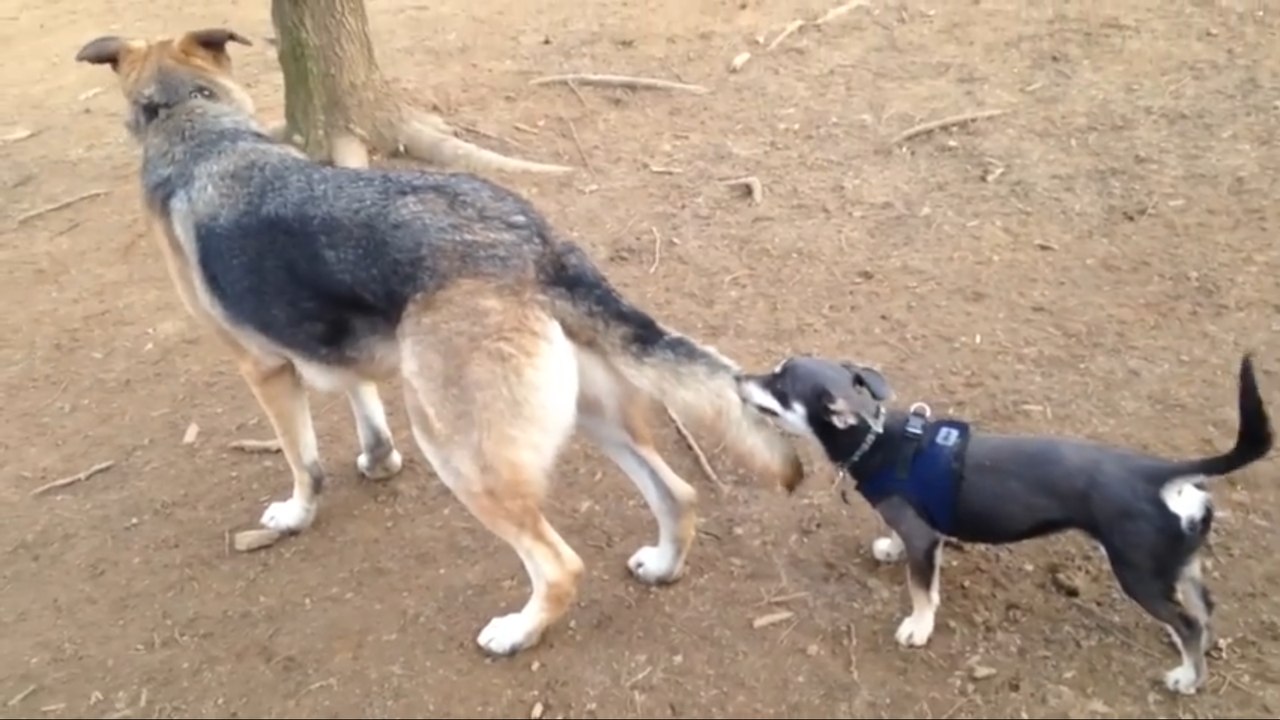 Funny Dogs Compilation  -  Best Funny Dog Videos Ever!!
