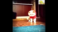 Gatos bailando