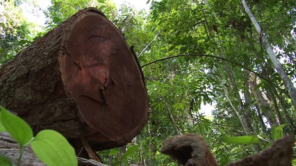 Mayor programa ambiental de Brasil alcanza su meta