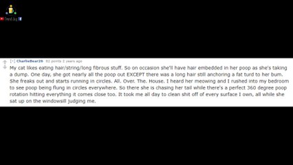Reddit Shares Their Craziest Cat Stories