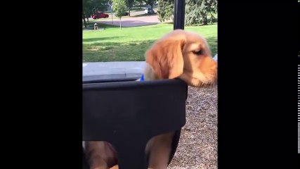 Golden Retriever Puppies Funny Compilation #15 - Best of 2017