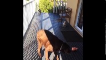 Labrador Retriever Puppies Funny Compilation #3 - Best of 2017