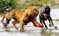 Hienas vs Leões - Inimigos Mortais Na Lei Da Sobrevivência