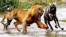 Hienas vs Leões - Inimigos Mortais Na Lei Da Sobrevivência