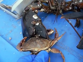 Regardez la puissance de la pince d'un homard face à un crabe