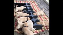 Labrador Retriever Puppies Funny Compilation #2 - Best of 2017