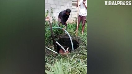 Pregnant Cow Rescued From Hole