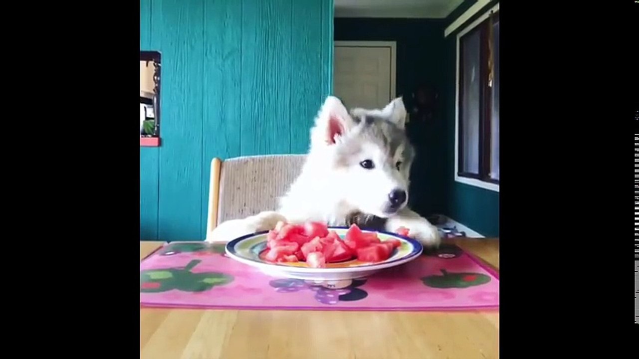 Funniest & Cutest Husky Videos #21 - Compilation 2017