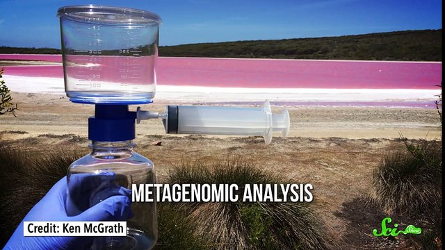 Pink Lake Mystery Solved