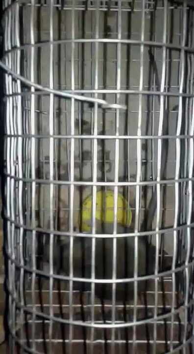 VID-20171203-WA0153