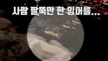 [자막뉴스] 부산 도심 하천서 사냥하는 수달 포착 / YTN