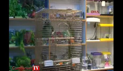 Elazığ bu papağnın özelliğini konuşuyor... Fiyatı tam 7 bin lira