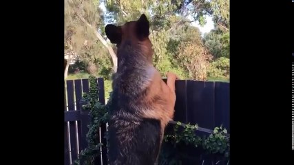 Funniest & Cutest German Shepherd Videos #18 - Compilation 2017