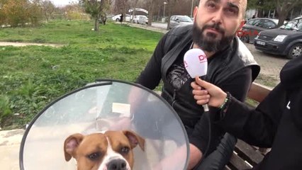 Kasap Arkadaşının Amerikan Bulldog'u Sevme Çabası Pahalıya Mal Oldu