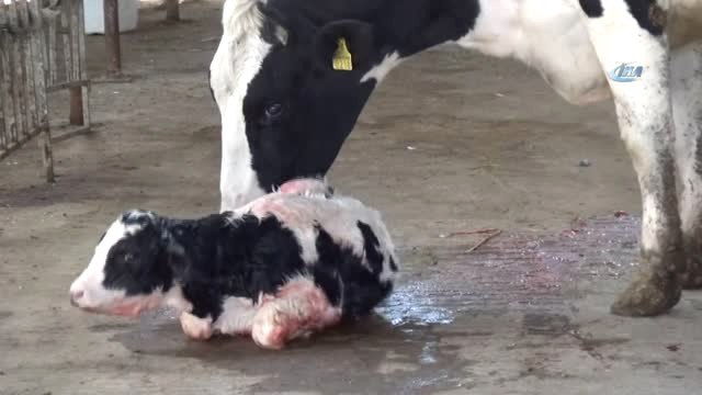 Bekir Kayan: Türkiye'deki Büyükbaş Hayvanlar Avrupa Standartlarında