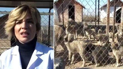 Engelli Hayvanlar Burada Yaşama Tutunmaya Çalışıyor