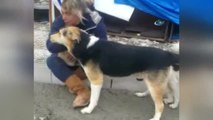 Hayvansever Nurhan Duru'yu Köpekler Patisiyle Teselli Etti