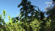 Au Maroc, les routes touristiques du cannabis
